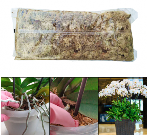 12L Sphagnum Moss Pack - Image 3