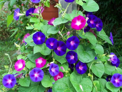 Morning glory flower seeds - Image 3