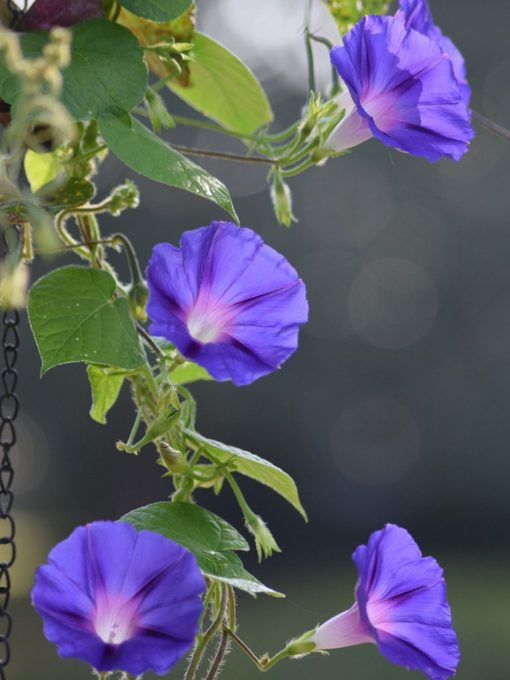 Morning glory flower seeds - Image 4
