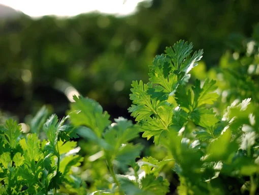 Coriander seeds - Image 7