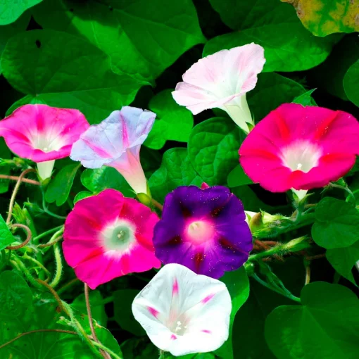 Morning glory flower seeds - Image 7