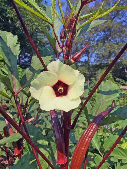 Red okra seeds - Image 4